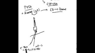 What are Cytochrome P 450 Enzymes [upl. by Khajeh]