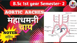 AORTIC ARCHES  महाधमनी चाप  Aortic arches bsc 1st year semester2 [upl. by Jessen421]