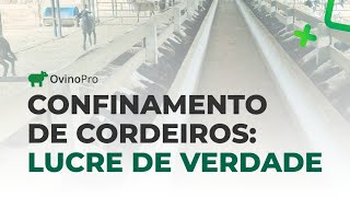 Como alcançar alto desempenho no confinamento de ovinos [upl. by Ritter]