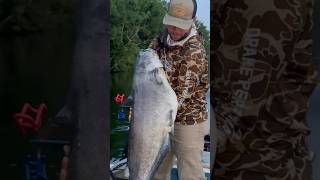 The Roanoke River will always be one of my favorite fisheries for Big Blues [upl. by Jillian]