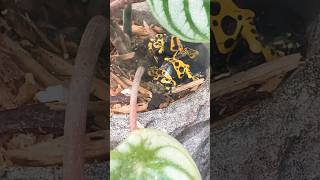 Colorful Bumblebee Poison Dart Frogs Up Close at the Hershey Gardens in Hershey Pennsylvania [upl. by Gambrell]