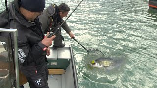 Pecanje smuđa i soma na reci Savi u Hrvatskoj Opština Rugvica II deo  Fishing catfish in river Sava [upl. by Ahsieyn]