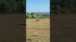 Beautiful gold horse equestrain horselover funnyhorse horseriding pferd caballo cutehorse [upl. by Raybourne195]