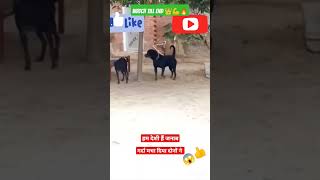 Dog fighting Rottweiler vs desi dog 🐶😱🔥 dogfightshortsviralviraltrend [upl. by Aronas]