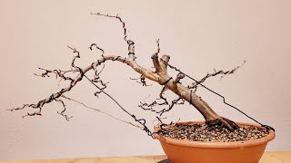 Bonsai Parrotia Persica Vanessa [upl. by Bartholomew]