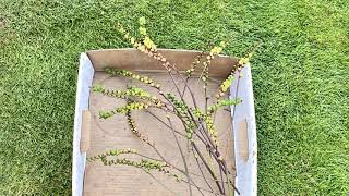 Crocosmia  Removing Seed Heads  August 26 [upl. by Oinotna]