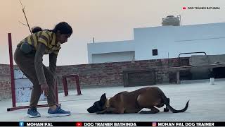 Belgium melanosis under training  Trainer Bhavna pal [upl. by Ecertal]