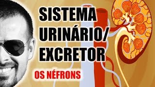 Sistema ExcretorUrinário  Néfron A unidade funcional dos Rins  Anatomia Humana  VideoAula 031 [upl. by Gore]