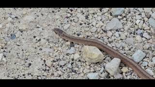 DeKays Brownsnake Storeria dekayi [upl. by Sholem]