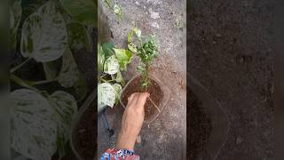 How to grow Texas sage plant from cutting youtubeshorts shorts trending [upl. by Abrahamsen]