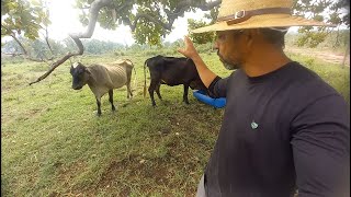 Iniciando uma engorda com três Vacas no cocho [upl. by Aeslehs60]