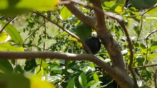 Red Jaboticaba Fruits For First Time [upl. by Boelter]