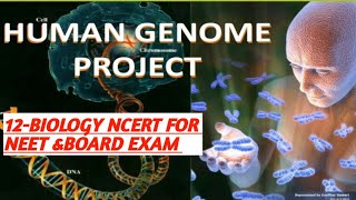 HUMAN GENOME PROJECT 12BIOLOGYMOLECULAR BASIS OF INHERITANCE [upl. by Ardnikat]