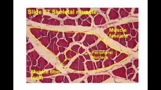 muscle histology [upl. by Ribal]