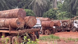 4 CongoBrazzaville  derrière les routes de limpossible lexploitation de la forêt tropicale [upl. by Esiuqram]