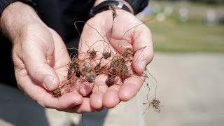 Get It Growing How to Combat Nutsedge [upl. by Akli]