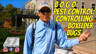 Controlling boxelder bugs a discussion with BOGO Pest Control [upl. by Nnylhtak]