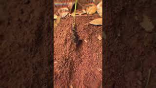 How big ant colony can be 🐜 factstelugu [upl. by Alviani]