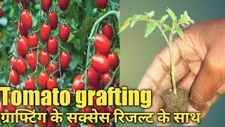 vagitabal graftinggrafted tomato plant with success result [upl. by Winson]