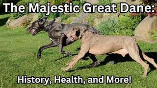 The Majestic Great Dane History Health and More [upl. by Layol772]