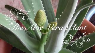 Aloe Vera  How to Replant [upl. by Nauqaj622]