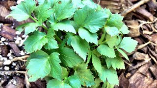 Lovage  Celery Tasting Herb  Herbaceous Perennial [upl. by Gillett]