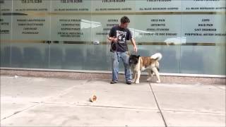 2 Dogs learning Heel Position Akita and Westie [upl. by Atinniuq]