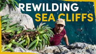 Our Bizarre Approach to Rewilding Sea Cliffs [upl. by Ebocaj838]