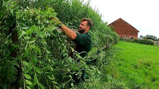 This Farm NEEDS SATISFYING Pruning Of OVERGROWN Hedge Next To Stables [upl. by Epstein845]