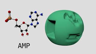 Allosteric Regulation of Phosphofructokinase I [upl. by Eilzel]