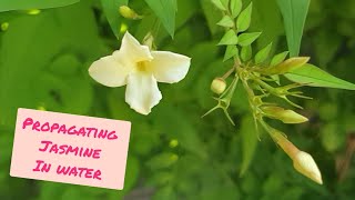 Propagating Jasmine Cuttings in Water with RESULTS Jasminum Officinale  Grow FREE Jasmine Plants [upl. by Fontana479]