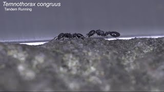 Tandem running in acorn ant Temnothorax congruus [upl. by Dnomrej826]