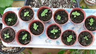 Growing Paulownia From Seed [upl. by Treblig855]