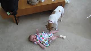 CUTE Jack Russell Terrier and BABY [upl. by Devad]