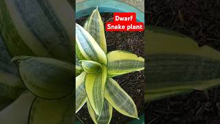 Dwarf Snake plant GOLDEN HAHNII brokernolynandrade plants sansevieria goldenhahnii [upl. by Ayanet870]