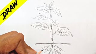 How to Draw Diagram for Transpiration in Plants Easily  Transpiration in Plants labelled Diagram [upl. by Nylekcaj3]