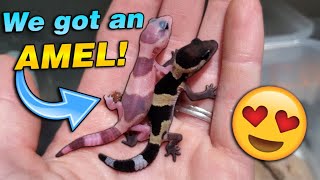 We got Baby Fattailed Geckos [upl. by Ttimme]