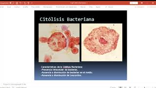 citolisis bacteriana [upl. by Yarg]