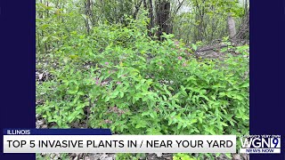 Top 5 invasive plants in Illinois which could ruin your yard [upl. by Hselin]