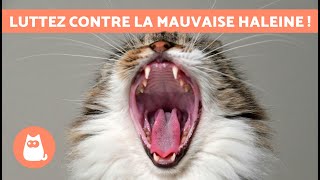 5 REMÈDES MAISON contre la MAUVAISE HALEINE chez le CHAT 🐱💨  Mon chat pue de la bouche 🤢 [upl. by Staten]