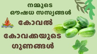 കോവക്ക കൊണ്ടുള്ള ഗുണങ്ങൾ  kovakka kazhichal [upl. by Ondrea]