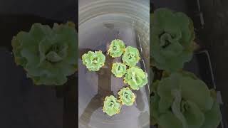 Water lettuce [upl. by Hereld]