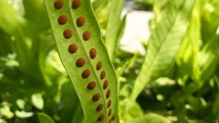 Propagating Ferns from Spores – Family Plot [upl. by Smalley98]