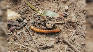 STERILIZACIJA ZEMLJIŠTA U PLASTENIKU  nematode  gljivice  bakterije seme korova  SVE  KAKO [upl. by Khudari]