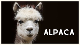 Alpaca sound in the natural habitat of the Andes [upl. by Mich]