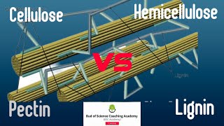 Comparision among cellulose hemicellulose Pectin and lignin  Composition structure and function [upl. by Onimixam353]