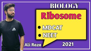 Ribosomes Structure And Functions  NMDCAT 2021 [upl. by Einnod]