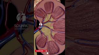 Polycystic Kidney Disease Explained [upl. by Carvey]