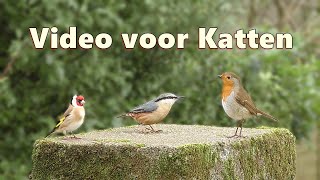 Video voor katten om naar te kijken  Betoverende kleine vogels [upl. by Grimbly]