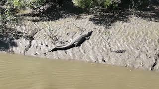 The Salties of the Proserpine River in Queensland Australia [upl. by Emlin852]